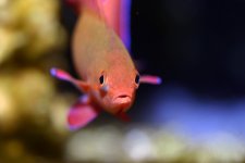 pseudoanthias_squamipinnis_male.jpg