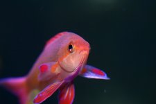 pseudoanthias_squamipinnis_male3.jpg
