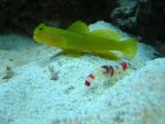 YWGshrimp.jpg