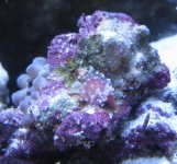 06 09 09 whatisit.JPG