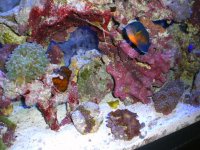 april08reef.jpg