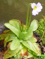 butterwort.jpg