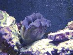09 05 09 crocea.jpg
