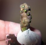 09 18 2009 JH zoa.jpg