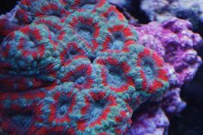 acan4.jpg