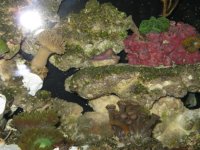 10 14 08 porites2.jpg