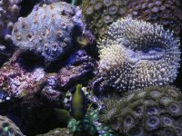 starckiacanthlobo.JPG