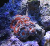 aussmicrocloseup1.jpg