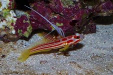 Stonogobiops yasha - whiterayshrimpgoby2.jpg