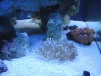 anenome small 003.jpg