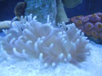 anenome small 002.jpg