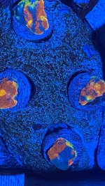 AF5D9157-3D2A-418B-B813-C96BA3A79B34.jpeg
