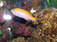 anthias1 101.jpg