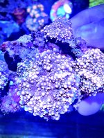 A309ED8E-0F87-41B3-BCF4-A604724739D7.jpeg