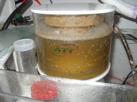 skimmer1.JPG