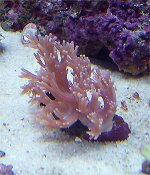 coral_1.jpg