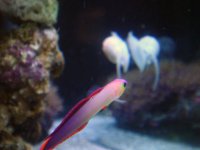 Purple Firefish MR.jpg