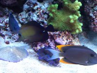 Fish_1.jpg