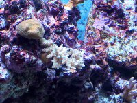 Corals_5.jpg