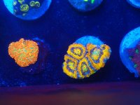 IMG_20201118_134535824~2.jpg
