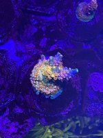 9732E0CA-AF01-4F88-B58B-DB97B991328C.jpeg