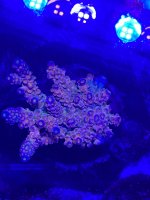 94222EAB-CE77-4902-A9D6-DCD21400B40E.jpeg