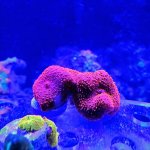 RedMushroom.jpg