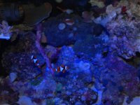 tank pics 2008 035.jpg