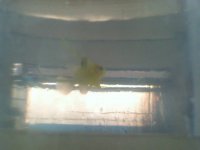fish pix.jpg