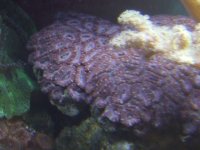 pink acan.JPG