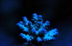 coral 4.jpg