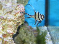 Pictures of Fish Tank 001.jpg