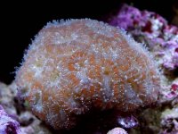 Acans.jpg