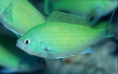 green%20chromis.JPG