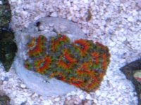 IMG_3535.jpg