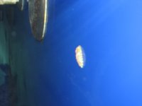IMG_1463.JPG