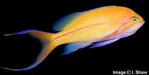 pfasciatus2.jpg