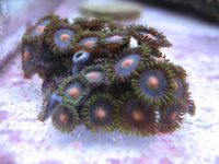 zoa2.JPG