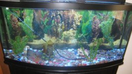 fish tank 2.jpg