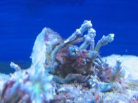 Tunicate 1.JPG