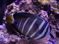 sailfin_tang.JPG