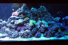 Reef Tankc 004.jpg