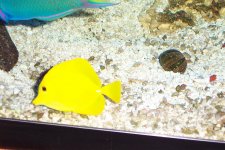 Reef Tankc 005.jpg