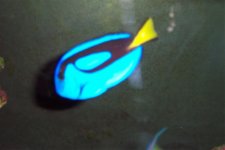 Reef Tankc 007.jpg