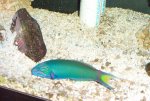 Reef Tankc 009.jpg