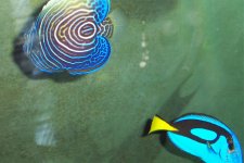 Reef Tankc 012.jpg