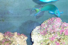 Reef Tankc 013.jpg