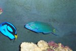 Reef Tankc 014.jpg