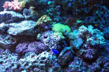Reef Tank 006.jpg
