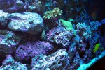 Reef Tankb 008.jpg